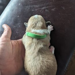 Pembroke Welsh Corgi Puppies from Jersey Shore Corgis