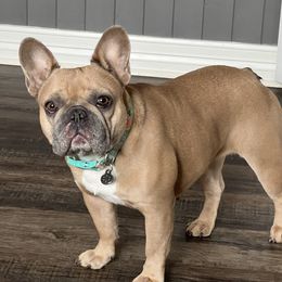 Zoey - French Bulldog