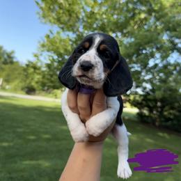 Purple - Black brown and white male Basset Hound puppy in Fair Grove, Missouri from Carrier Bassets