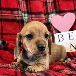 Charlotte - Red female Dachshund puppy in Paris, Texas from Michel Creek Kennel