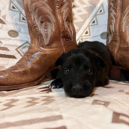 Pearl - Black & white female Australian Shepherd puppy in Rose Hill, North Carolina from Motega Australian Shepherds