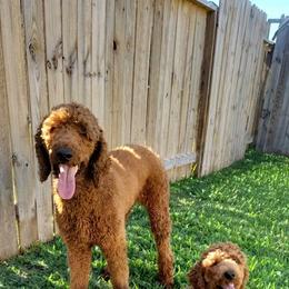 Poodle All Grown Up from Jiny's Red Standard Poodles