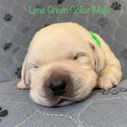 Labrador Retriever Puppies from Ashland Labradors