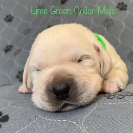 Labrador Retriever Puppies from Ashland Labradors