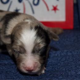 Betsy Ross - Blue merle female Miniature Australian Shepherd puppy in Kissee Mills, Missouri from Clinkenbeard Kennel