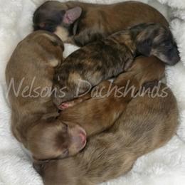 Dachshunds from Nelson's Dachshunds