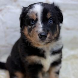 Jubilee - Lavendar - Blue merle female Australian Shepherd puppy in San Marcos, California from Faith Family Freedom Farm