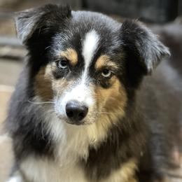 Cessna - Miniature Australian Shepherd
