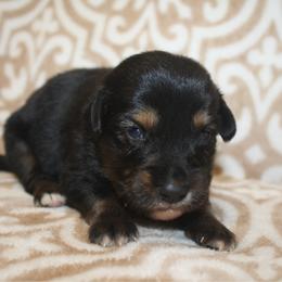 Ranger - Black tri male Toy Australian Shepherd puppy in Licking, Missouri from Burnett Aussies