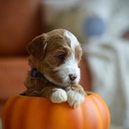 Goldendoodle Puppies from Beck Kennel