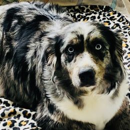 Winter - Australian Shepherd
