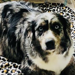 Winter - Australian Shepherd