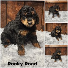 Rocky Road - Phantom male Poodle puppy in Elma, Washington from Joyful Paw Poodles