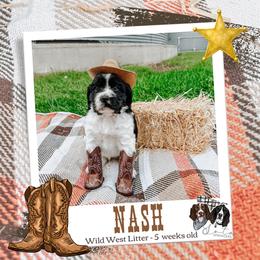 Nash - Black and white male English Springer Spaniel puppy in Albany, Minnesota from Farm Fresh Labradors & English Springers