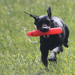 Labrador Retrievers from WestWind Retrievers