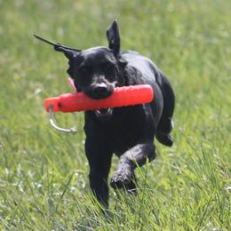Labrador Retrievers from WestWind Retrievers