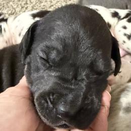Black Boy 2 - Black male Great Dane puppy in Ottumwa, Iowa from Robin's Great Danes