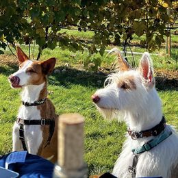 Ibizan Hounds from Altamira Ibizan Hounds
