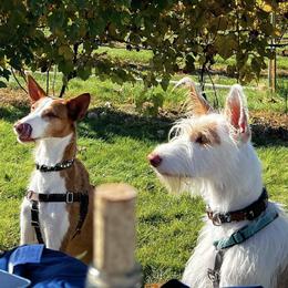 Ibizan Hounds from Altamira Ibizan Hounds