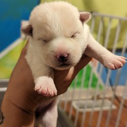 Pomsky Puppies from Valparaiso Pomskys