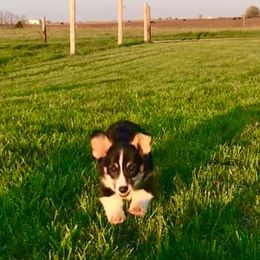 Pembroke Welsh Corgi Puppies from The King’s Corgis