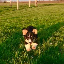 Pembroke Welsh Corgi Puppies from The King’s Corgis