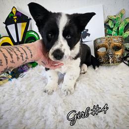 Girl 4 - Black and white female Cardigan Welsh Corgi puppy in Natchitoches. La, Louisiana from Bleu Bayou Corgis