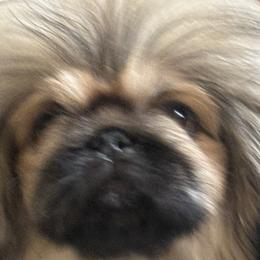Pekingese from Ven-Mar Pekingese