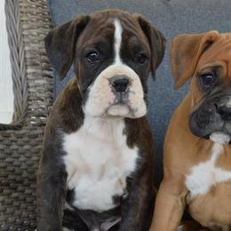 Boxers from Boxers 4 Us