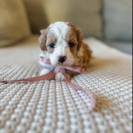 Chai - Apricot female Goldendoodle puppy in New Harmony, Indiana from Cottonwood Farms