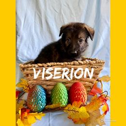 Viserion - Sable female German Shepherd puppy in Lewisburg, Kentucky from RED’s German Shepherds