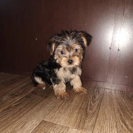 Ava - Black and tan female Yorkshire Terrier puppy in Lapeer, Michigan from Puppy Kisses
