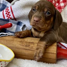 Remington (Remy) AKC - Chocolate and tan male Dachshund puppy in Hendersonville, North Carolina from Snarky Doxy Miniature Dachshunds
