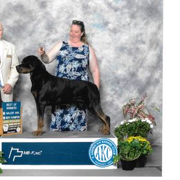 Rottweiler All Grown Up from Vangard's Rottweilers