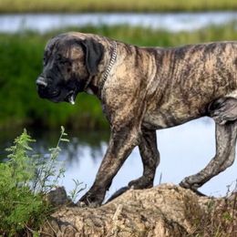 Boka - Boerboel