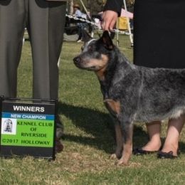 Australian Cattle Dogs from Legacy ACDs
