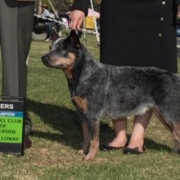 Australian Cattle Dogs from Legacy ACDs