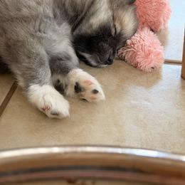 Pomsky Puppies from White Horse Pomsky's
