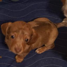 Girl 1 - Dapple female Dachshund puppy in Sunman, Indiana from Whitney’s Weiners