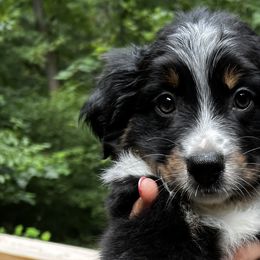 Pinkie Pie - Miniature Australian Shepherd puppy in Ellijay, Georgia from Cartecay Mountain Aussies