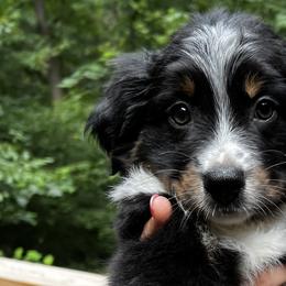 Pinkie Pie - Miniature Australian Shepherd puppy in Ellijay, Georgia from Cartecay Mountain Aussies
