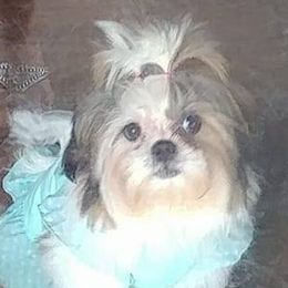 Shih Tzus from Fru Fru's Shih Tzus