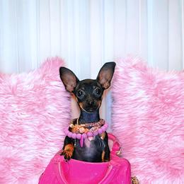 Chihuahua Puppies from Petite Pups LLC