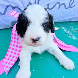 JoJo - Phantom female Bernedoodle puppy in Sherman, Illinois from Shirl Doodle Life