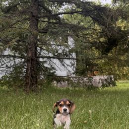 Pine - Black tan and white male Beagle puppy in St. Cloud, Minnesota from Beagle Blessings