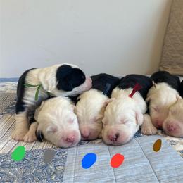 Show Pick Male Puppy 3 - Gray and white male Old English Sheepdog puppy in Tulsa, Oklahoma from Yadah Sheepdogs