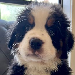 Teal Boy - Black rust and white Bernese Mountain Dog puppy in Fitzgerald, Georgia from Southern Charm Bernese