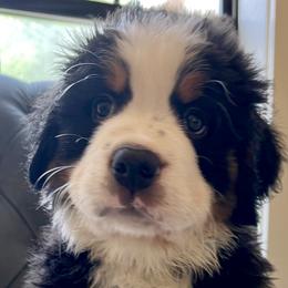 Teal Boy - Black rust and white Bernese Mountain Dog puppy in Fitzgerald, Georgia from Southern Charm Bernese