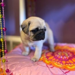 Pug Puppies from Briggs Family Pugs
