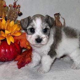 Miniature Schnauzer Puppies from My Schnauzer Pal 2